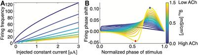 Dynamical Mechanism Underlying Scale-Free Network Reorganization in Low Acetylcholine States Corresponding to Slow Wave Sleep